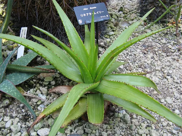 线纹芦荟 (Aloe lineata)