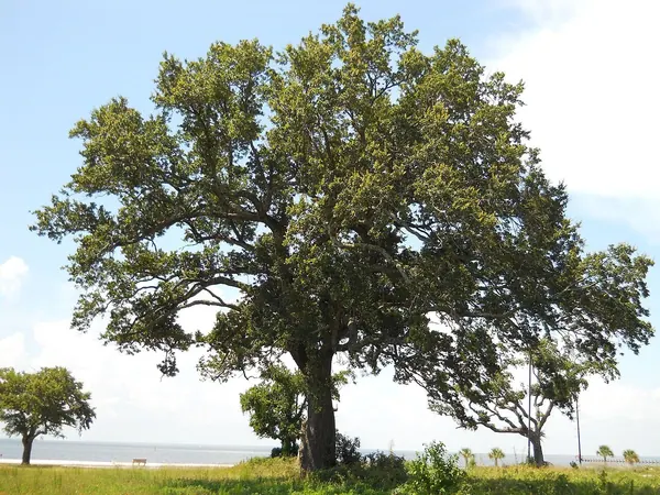 弗吉尼亚栎 (Quercus virginiana)