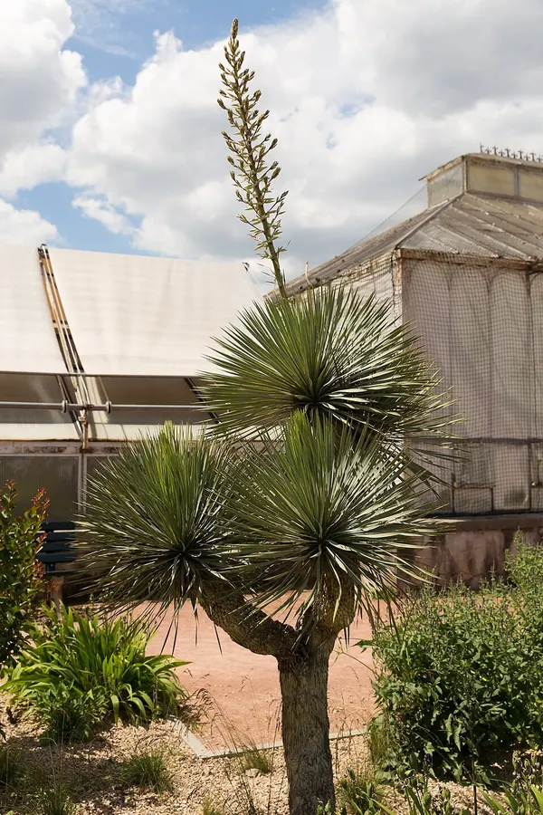 凤尾兰 (Yucca gloriosa)