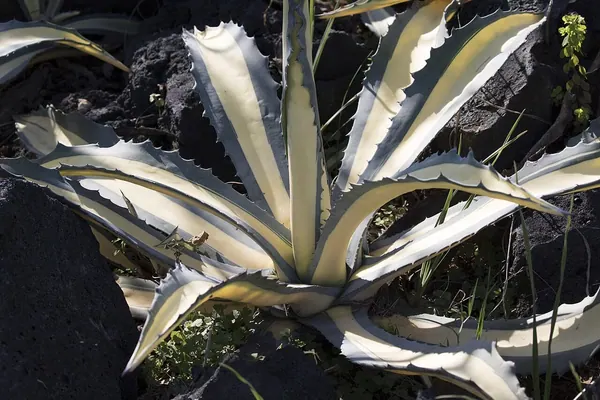 条纹龙舌兰 (Agave americana var. striata)