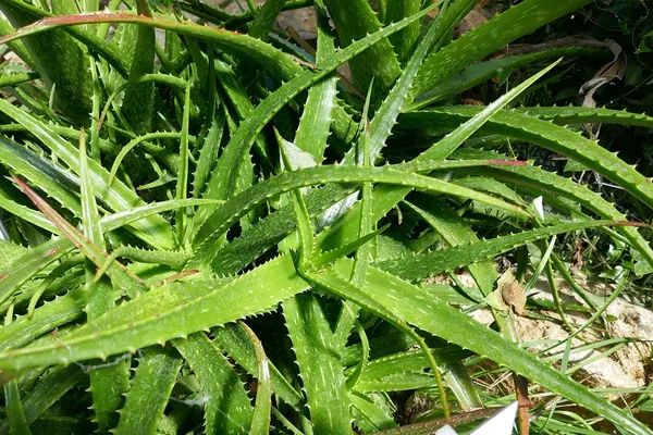 日落芦荟 (Aloe dorotheae)