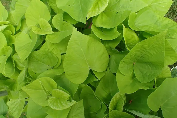 观赏番薯 (Ipomoea batatas)