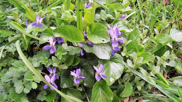 香堇菜 (Viola odorata)