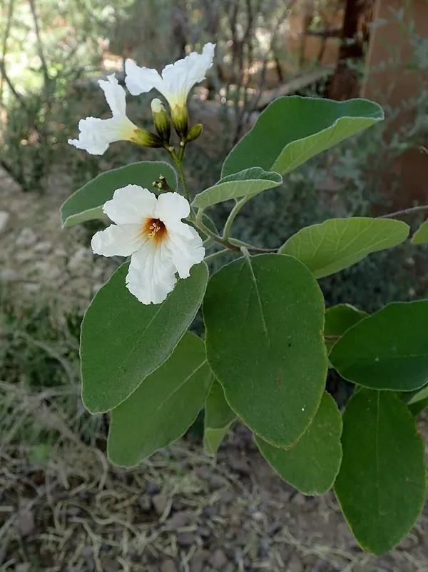 得州橄榄 (Cordia boissieri)