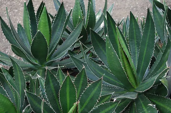 冠刺龙舌兰 (Agave lophantha)