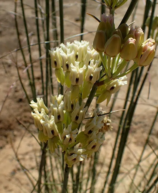 沙漠马利筋 (Asclepias subulata)