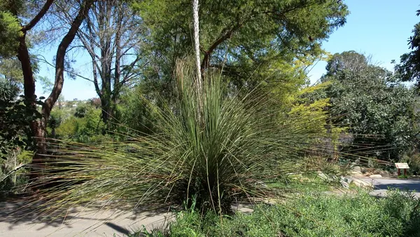 无齿沙漠勺 (Dasylirion quadrangulatum)