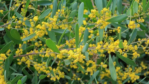 匍匐金合欢 (Acacia redolens)