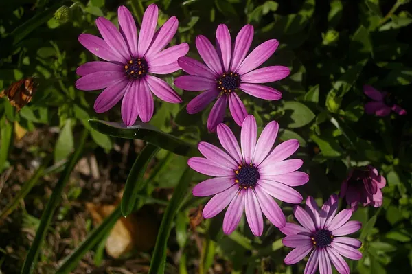 蔓生骨子菊 (Osteospermum fruticosum)