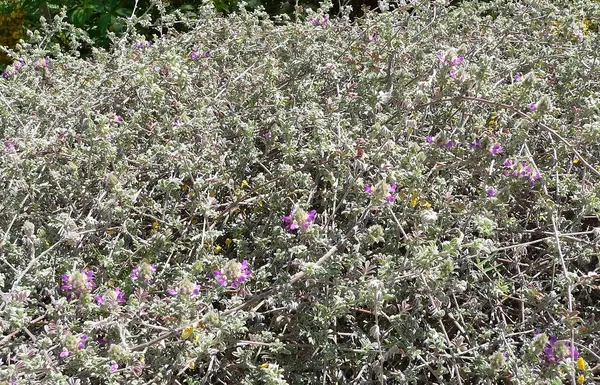 匍匐戴尔豆 (Dalea greggii)
