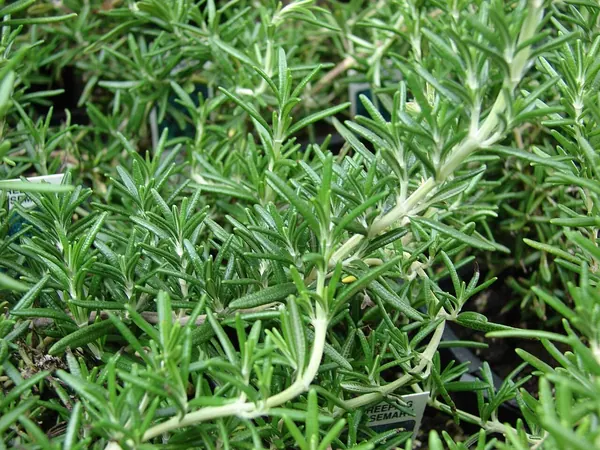 匍匐迷迭香 (Rosmarinus officinalis 'Prostratus' (now classified as Salvia rosmarinus 'Prostratus'))