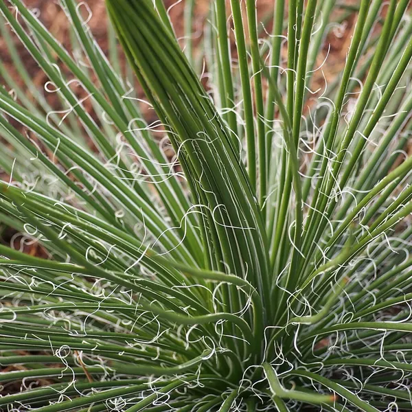 双花龙舌兰 (Agave geminiflora)