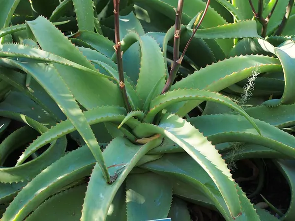 范巴伦芦荟 (Aloe vanbalenii)