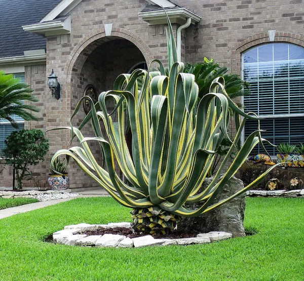 金边龙舌兰 (Agave americana var. mardinata)