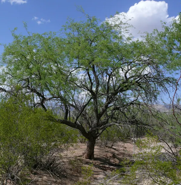 绒毛牧豆树 (Prosopis velutina)
