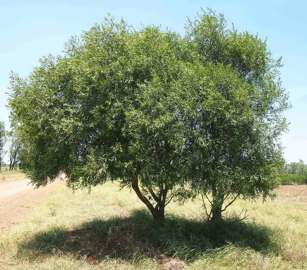 柳叶相思 (Acacia salicina)