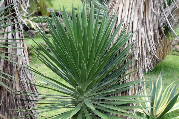 千手丝兰 (Yucca aloifolia)