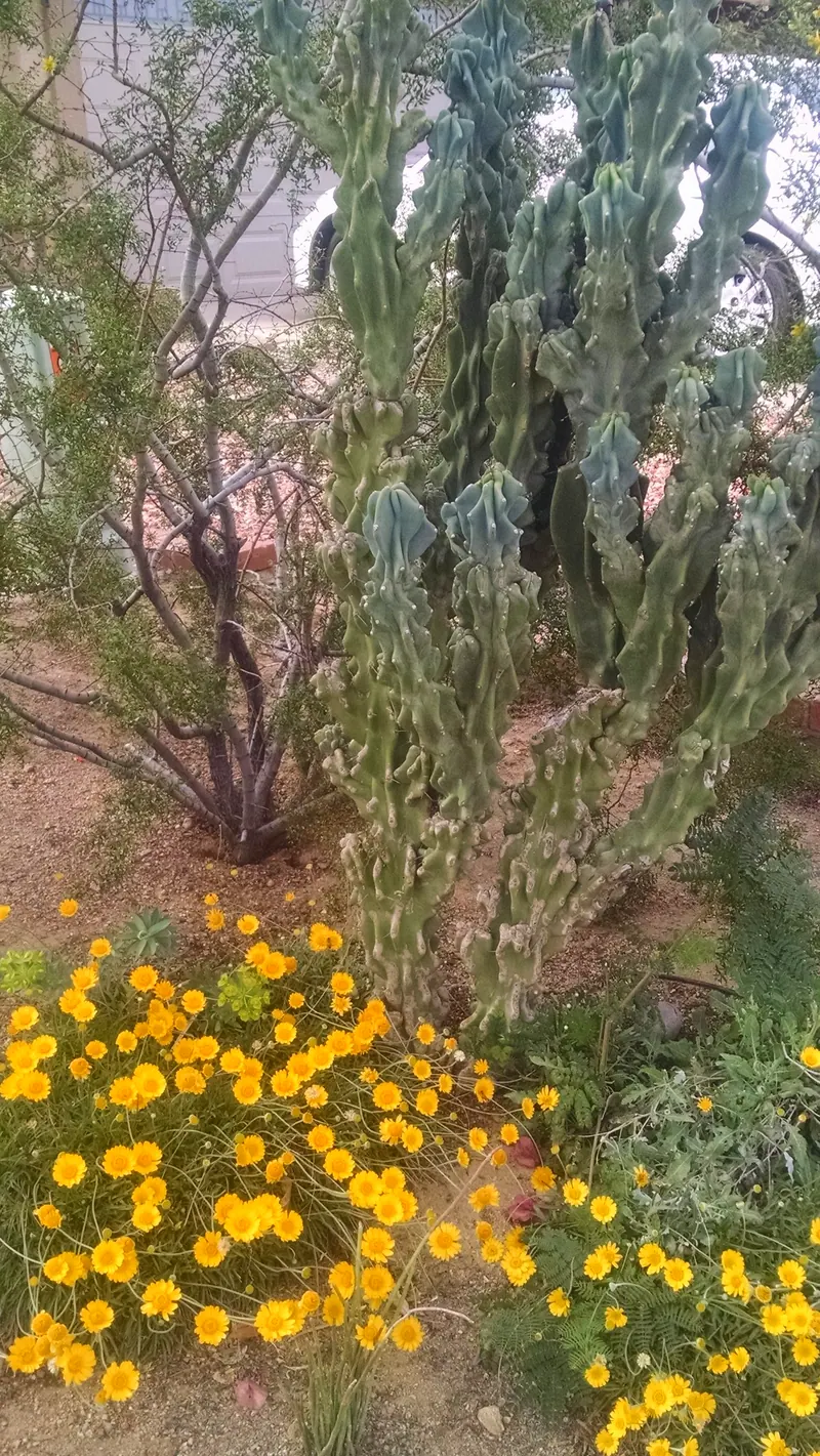 繁茂風格花園實景，第 1 張