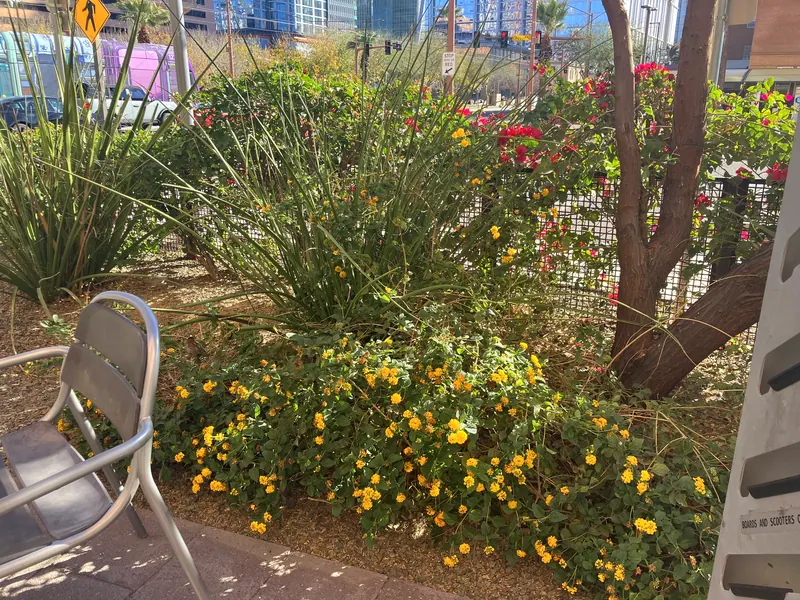 繁茂風格花園實景，第 9 張