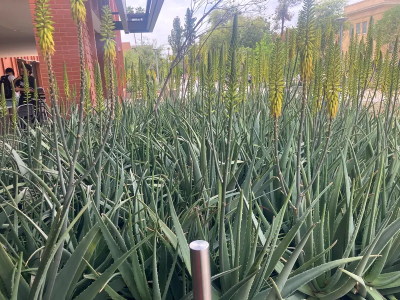 繁茂風格花園實景，第 10 張