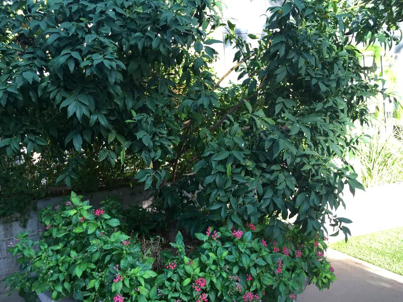 柔美綠蔭風格花園實景，第 6 張