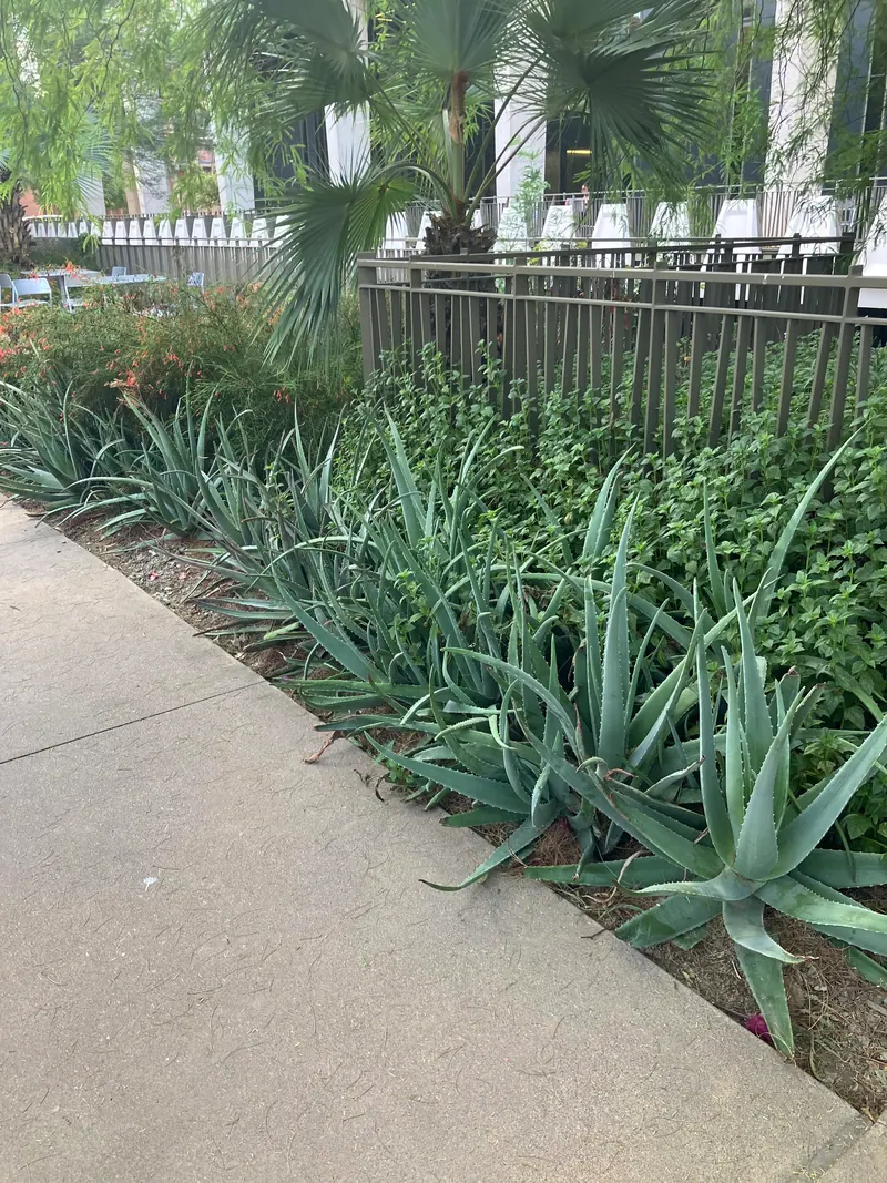柔美綠蔭風格花園實景，第 11 張