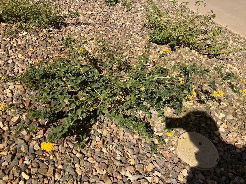 柔美綠蔭風格花園實景，第 15 張
