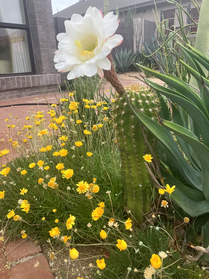 柔美綠蔭風格花園實景，第 16 張