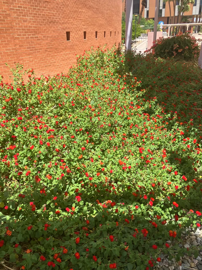 柔美綠蔭風格花園實景，第 17 張
