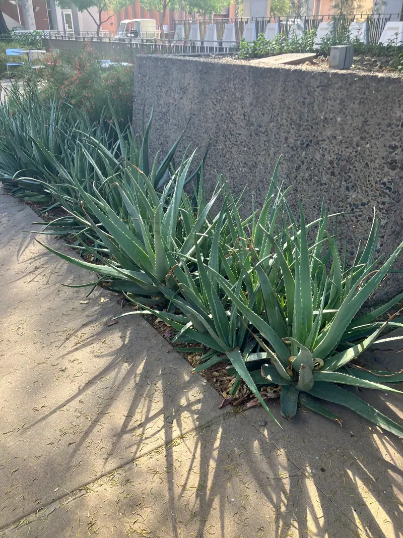 尖葉風格花園實景，第 7 張