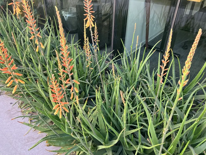 尖葉風格花園實景，第 9 張