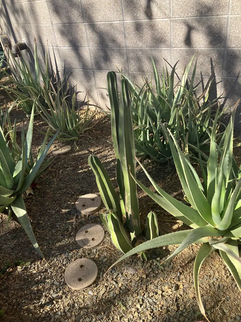 尖葉風格花園實景，第 14 張