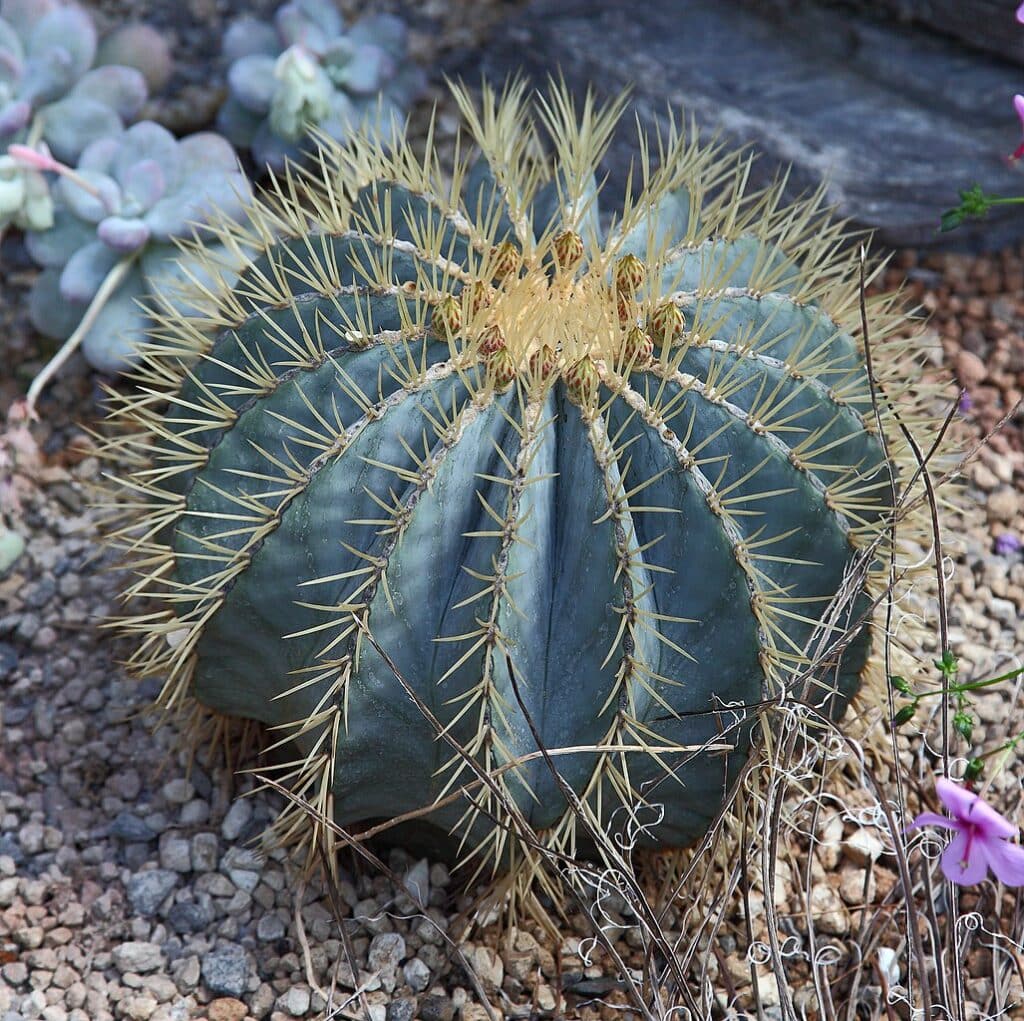 Blue Barrel Cactus, (Ferocactus glaucescens), a striking, spherical cactus with a bluish-green...