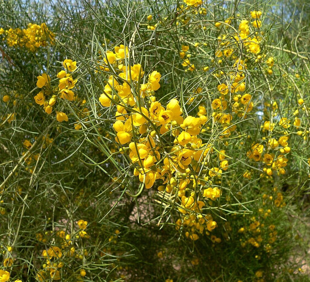 Green Feathery Cassia, (Cassia nemophila (Senna artemisioides filifolia)), nan