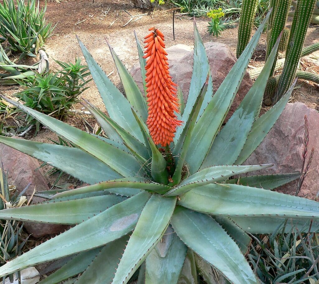 Cape Aloe, (Aloe ferox), a large, single-stemmed aloe native to South Africa, prized for its tall...