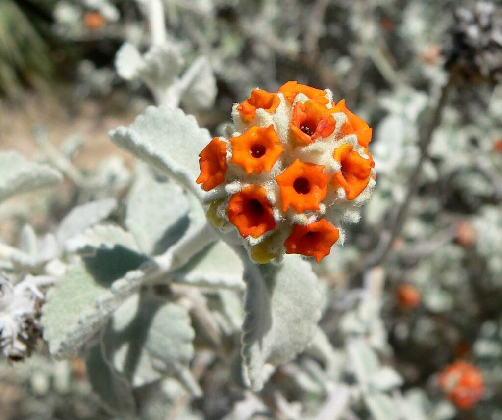 Woolly Butterfly Bush, (Buddleia marrubiifolia), a drought-tolerant deciduous shrub with soft,...