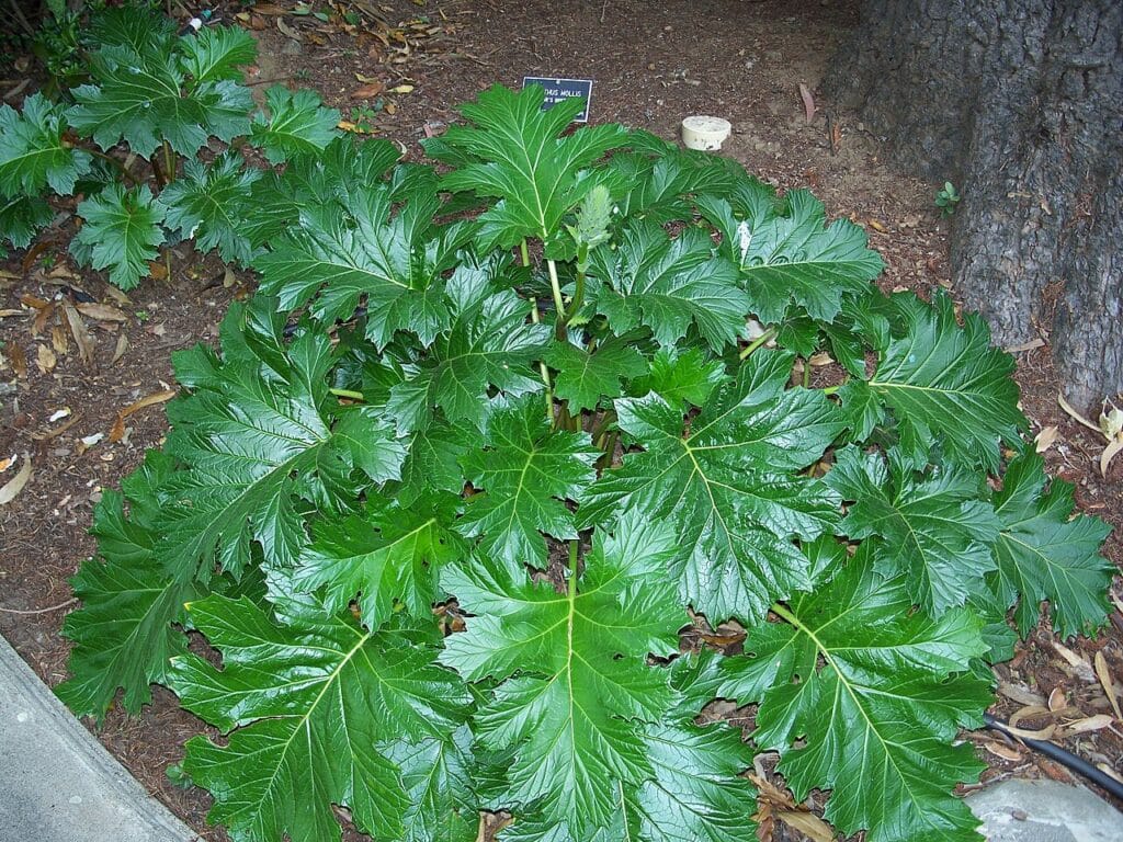 Bear's Breech, (Acanthus Mollis), a lush, clump-forming perennial native to the Mediterranean.