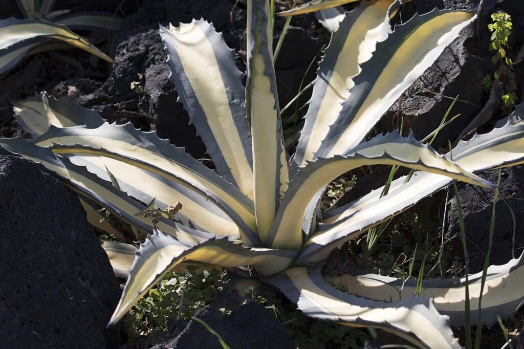 Striped Century Plant, (Agave americana var. striata), features long, narrow, smooth leaves that...