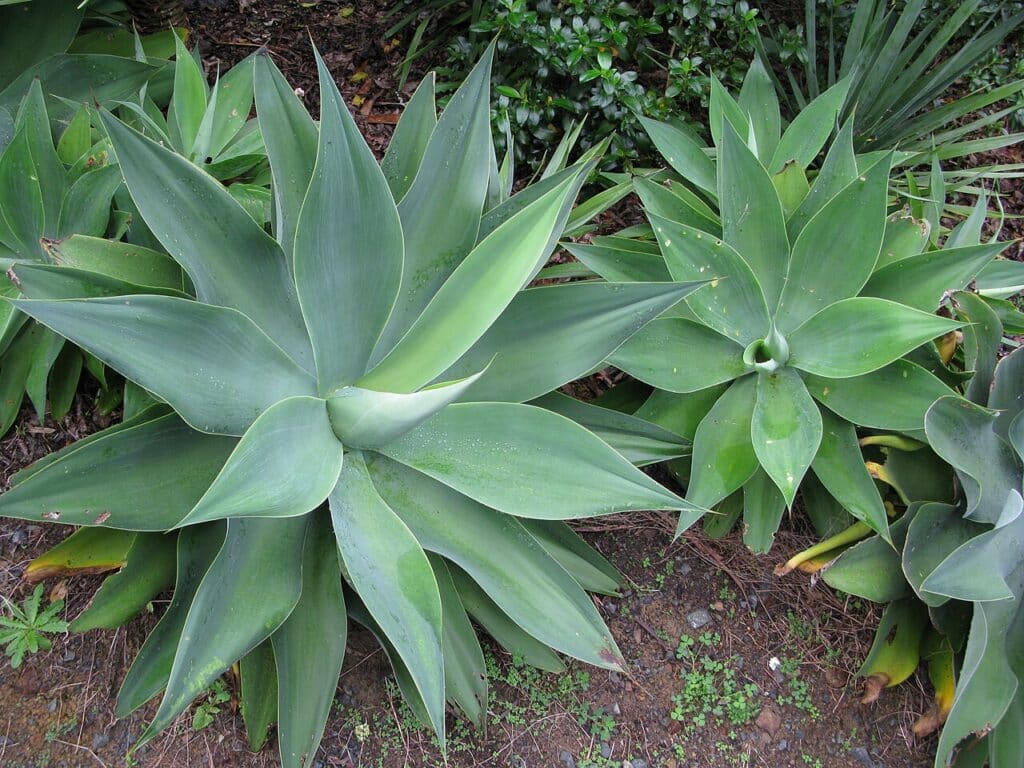 Foxtail Agave, (Agave allenuata), this accent plant has light, bluish-green, smooth, pliable...