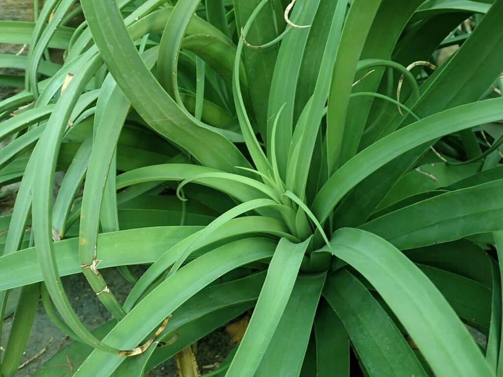 Squid Agave, (Agave bracteosa), is a unique, striking species of agave with a compact, rosette-...