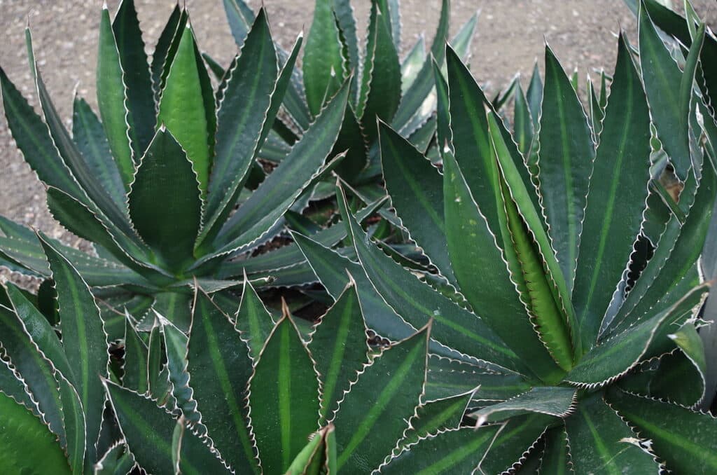 Thorncrest Century Plant, (Agave lophantha), agave lophantha is a small, attractive succulent...