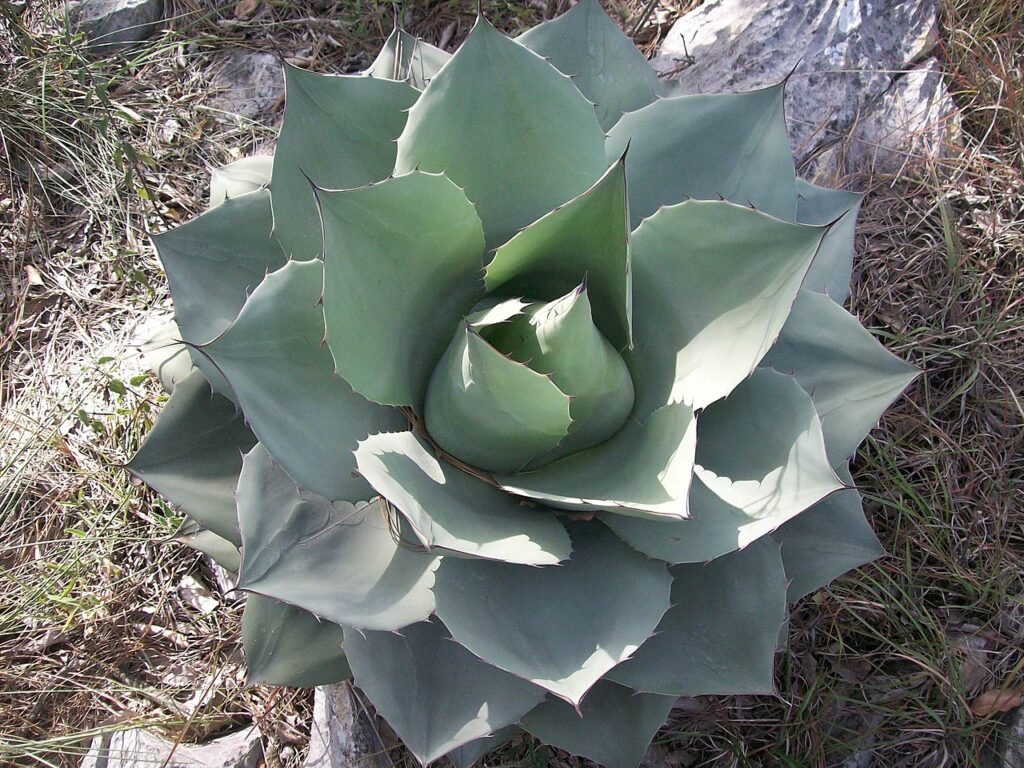 Whale's Tongue Agave, (Agave ovatifolia), agave ovatifolia is a large, solitary agave named for...