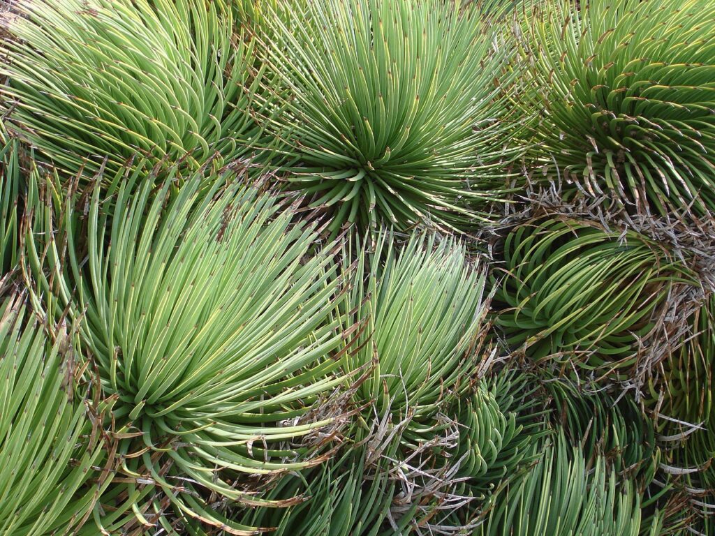 Hedgehog Agave (Rabo de Leon), (Agave stricta), agave stricta is a small, spherical agave that...