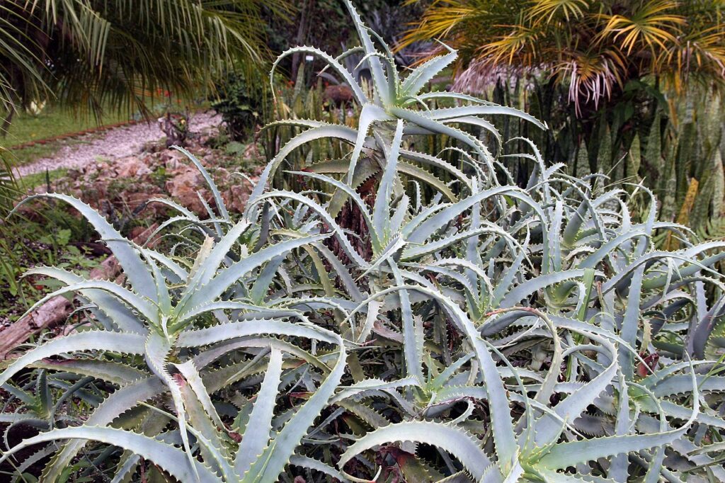 Candelabra Aloe, Torch Aloe, (Aloe arborescens), a low-growing, mounding shrub native to the...