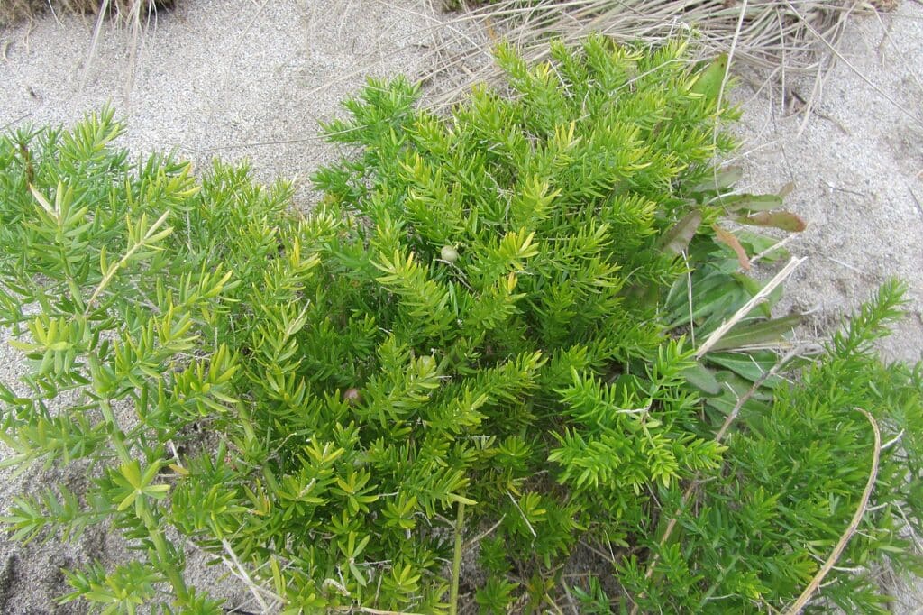 Sprenger Asparagus Fern, (Asparagus densiflorus 'Sprengeri'), arching, airy perennial with...