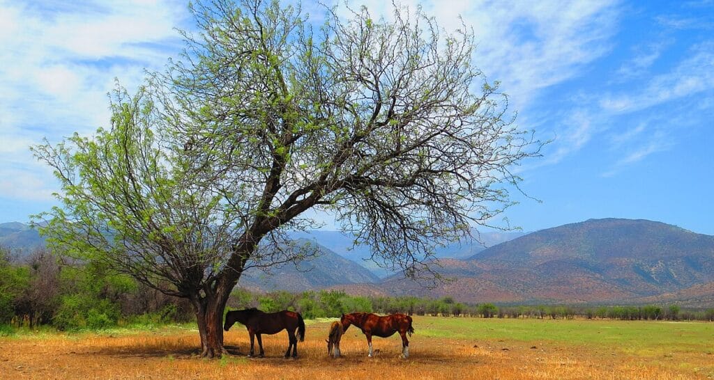 Chilean Mesquite, (Prosopis chilensis), a fast-growing, semi-evergreen tree native to South...