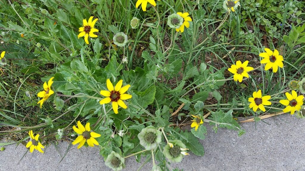 Chocolate Flower, (Berlandiera lyrata), a tough, heat-loving perennial native to the southwestern...