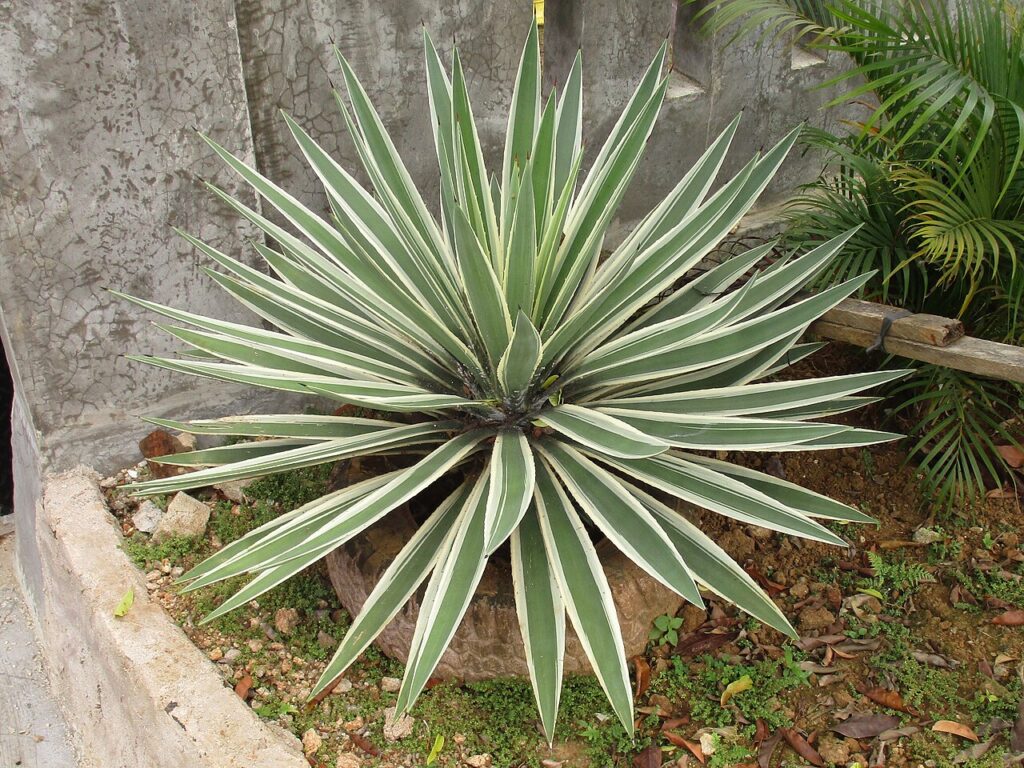 Caribbean Agave, (Agave angustifolia var. marginata), this agave features long, narrow, sword-...