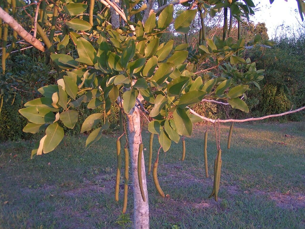 Argentine Mesquite Tree, (Prosopis alba), a fast-growing, deciduous to semi-evergreen tree native...