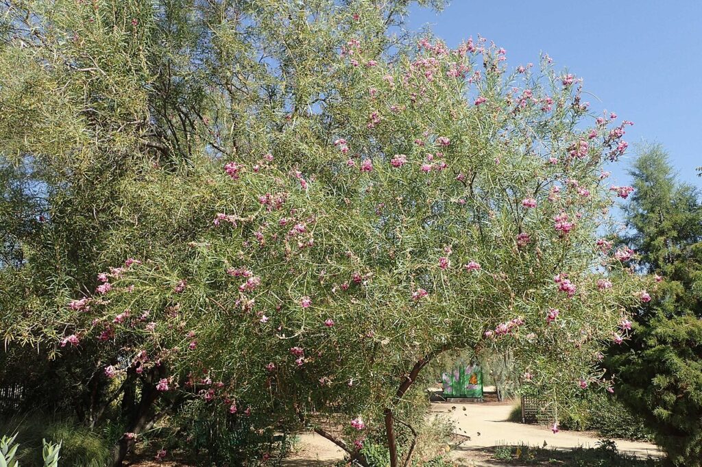 Desert Willow, (Chilopsis linearis), a deciduous small tree or large shrub with willow-like...